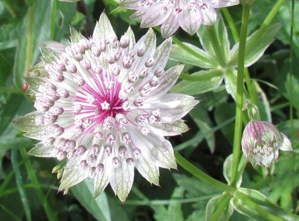 Masterwort Flower seeds for Planting - Low Maintenance, Heirloom & GMO Free Seeds for Home Garden