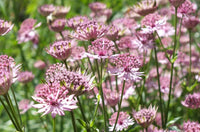Astrantia Masterwort Purple Planting Seeds