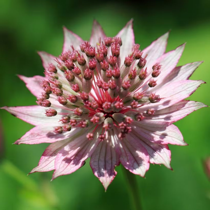 Astrantia Flower seeds for Planting Drought Tolerant Heirloom & GMO Free Seeds for Home Garden