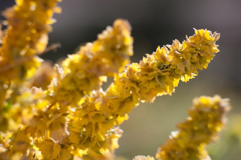 Atriplex Canescens Flower seeds for Planting - Vibrant Colors, Heirloom & GMO Free Seeds for Home Garden