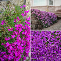 Light Pink Rock CRESS Flower Seeds for Planting  Easy-Grow Perennial Seeds