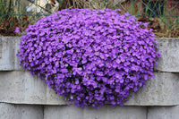 Aubrieta Violet Flower seeds for Planting - Shade Tolerant, Heirloom & GMO Free Seeds for Home Garden