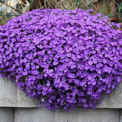Purple Aubrieta Deltoidea Flower seeds for Planting Garden Favorite Heirloom & GMO Free Seeds for Home Garden 
 
 Sale