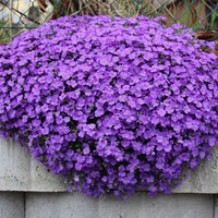 Purple Aubrieta Deltoidea Flower seeds for Planting Garden Favorite Heirloom & GMO Free Seeds for Home Garden 
 
 Sale