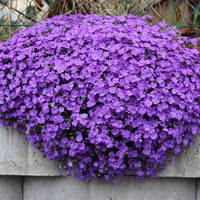 Lavender Aubrieta Cultorum Flower Seeds for Planting Fragrant Blossoms Heirloom & GMO Free Seeds for Home Garden
 
 Sale