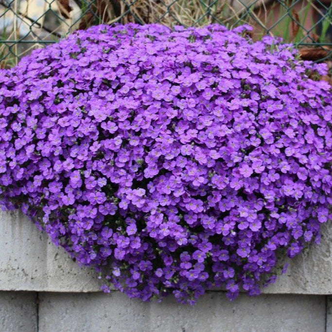 Violet Aubrieta Flower Seeds for Planting Perfect for Borders Heirloom & GMO Free Seeds for Home Garden
 
 Sale