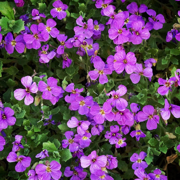 Aubrieta Flower Seeds for Planting Perennials