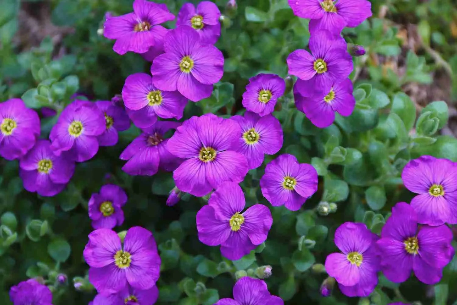 Purple Aubrieta Deltoidea Flower seeds for Planting Garden Favorite Heirloom & GMO Free Seeds for Home Garden 
 
 Sale