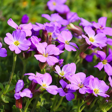 Mixed Cress Flower seeds for Planting - Vibrant Colors, Heirloom & GMO Free Seeds for Home Garden