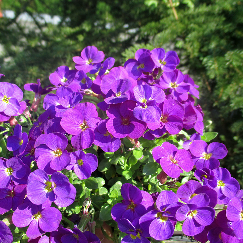 Blaukissen Flower seeds for Planting - Long Bloom Season, Heirloom & GMO Free Seeds for Home Garden