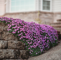 Aubrieta Cultorum cascading over a garden wall