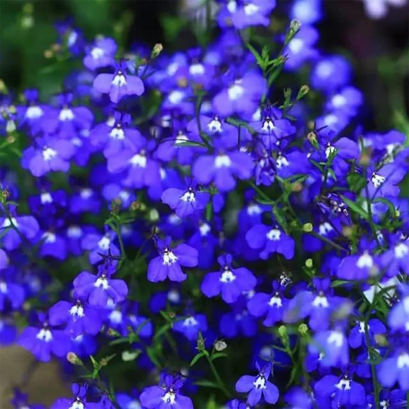 Aubrieta Cultorum planted in a rock garden with mixed colors
