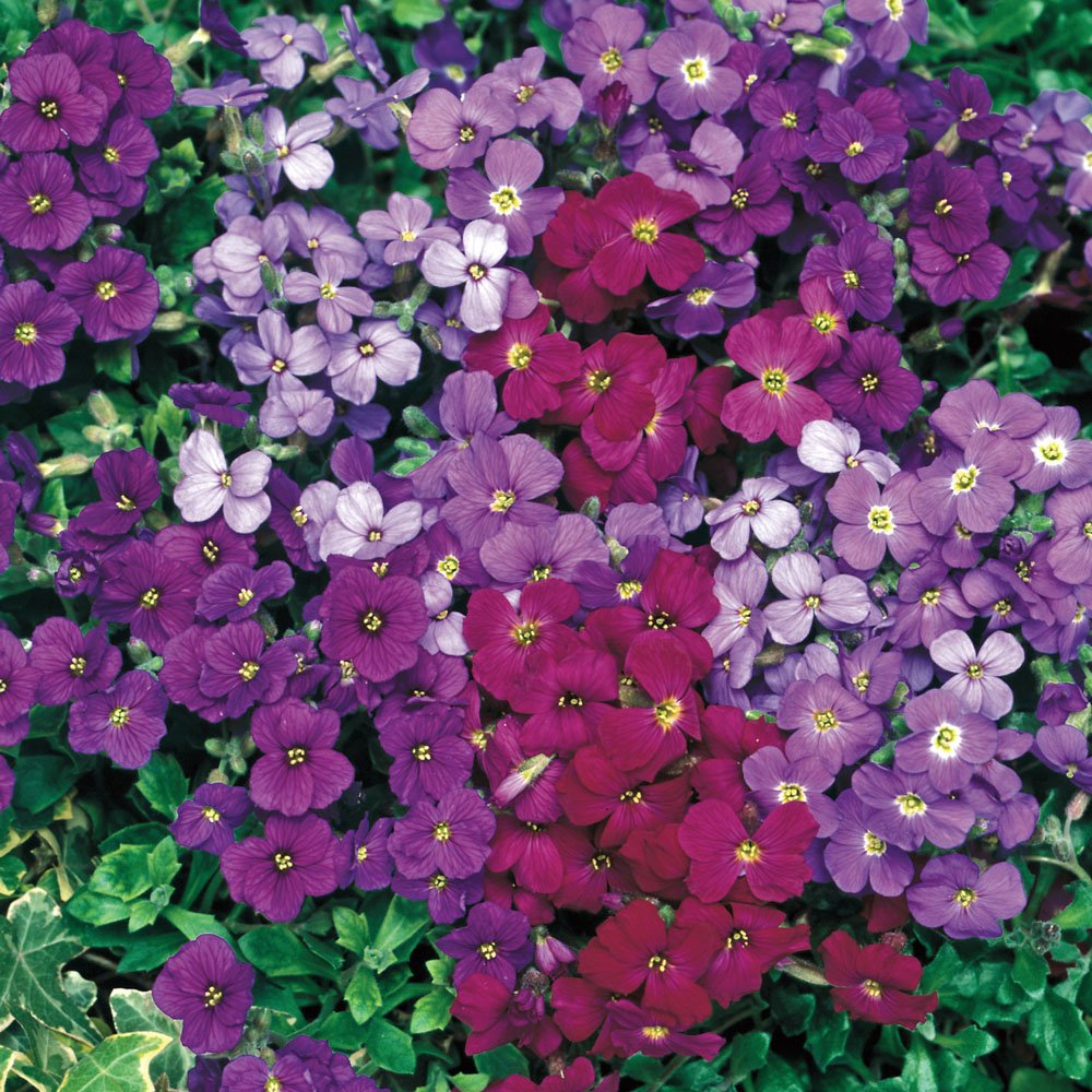 Aubrieta Flowers for Rock Gardens and Borders