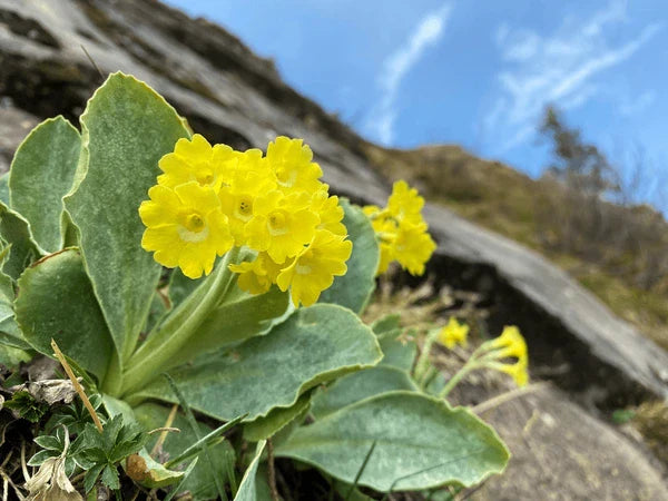 Aurikel Primula seeds for cool climate gardening