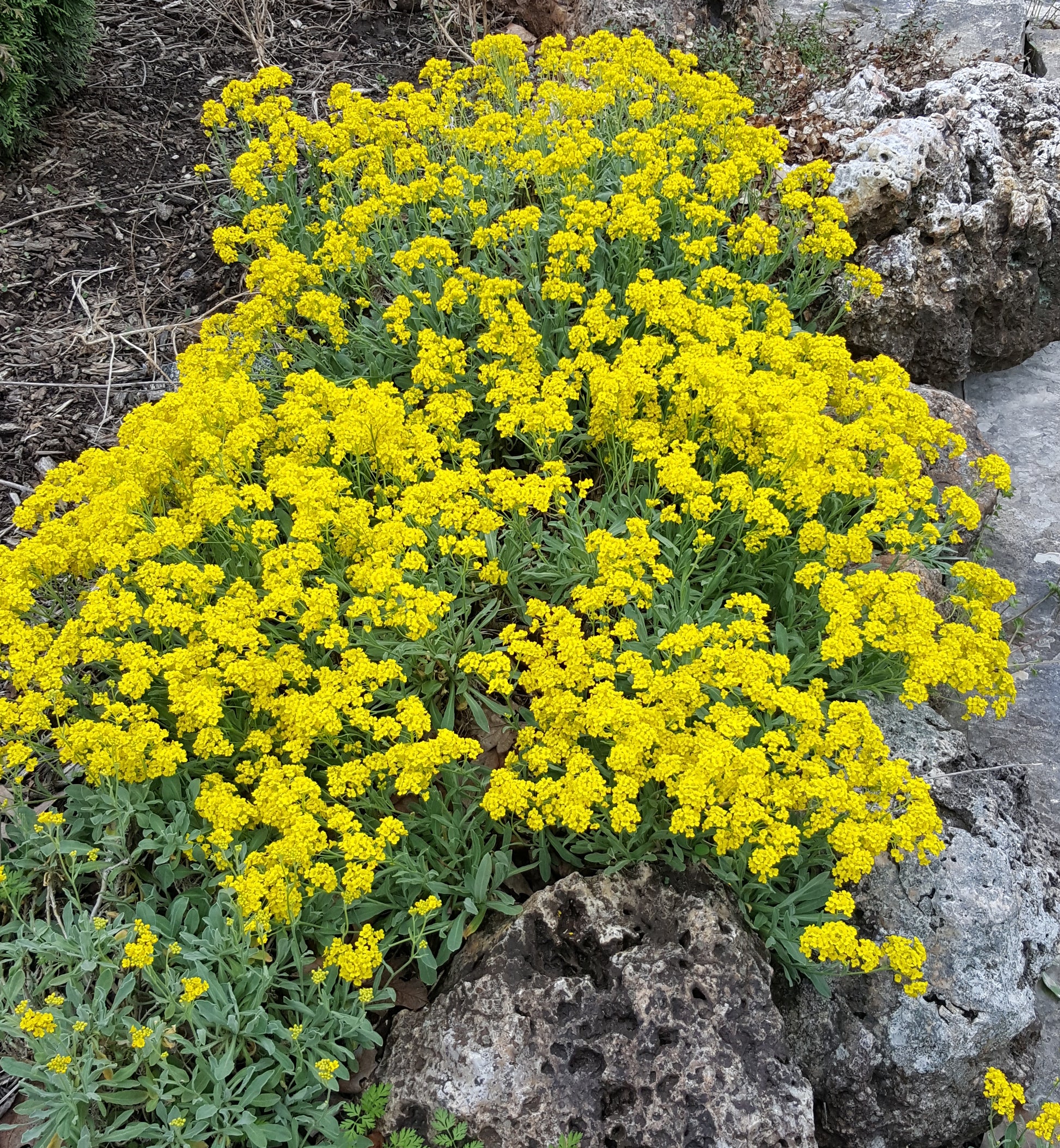 Yellow Aurinia Flower seeds for Planting Drought Tolerant Heirloom & GMO Free Seeds for Home Garden 
 
 Sale