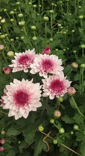 Pink White Chrysanthemum Flower seeds for Planting - Drought Tolerant, Heirloom & GMO Free Seeds for Home Garden
 
 Sale