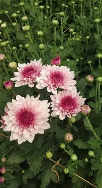 Pink White Chrysanthemum Flower seeds for Planting - Drought Tolerant, Heirloom & GMO Free Seeds for Home Garden
 
 Sale