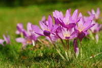 Autumn Crocus Flower seeds for Planting Bright Blooms Heirloom & GMO Free Seeds for Home Garden 
 
 Sale for planting in home garden