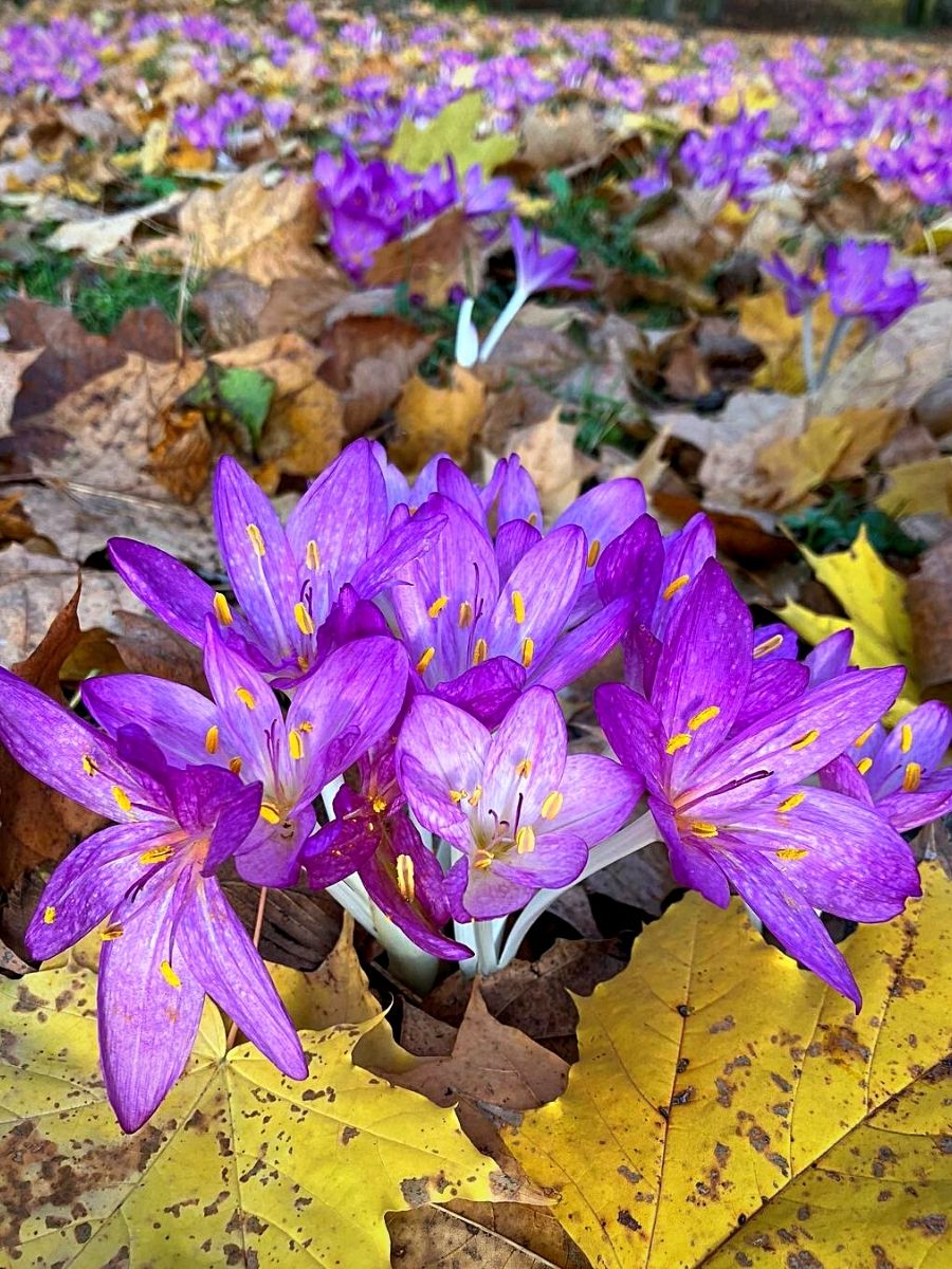 Purple Landscape Autumn Flower seeds for Planting - Drought Tolerant, Heirloom & GMO Free Seeds for Home Garden