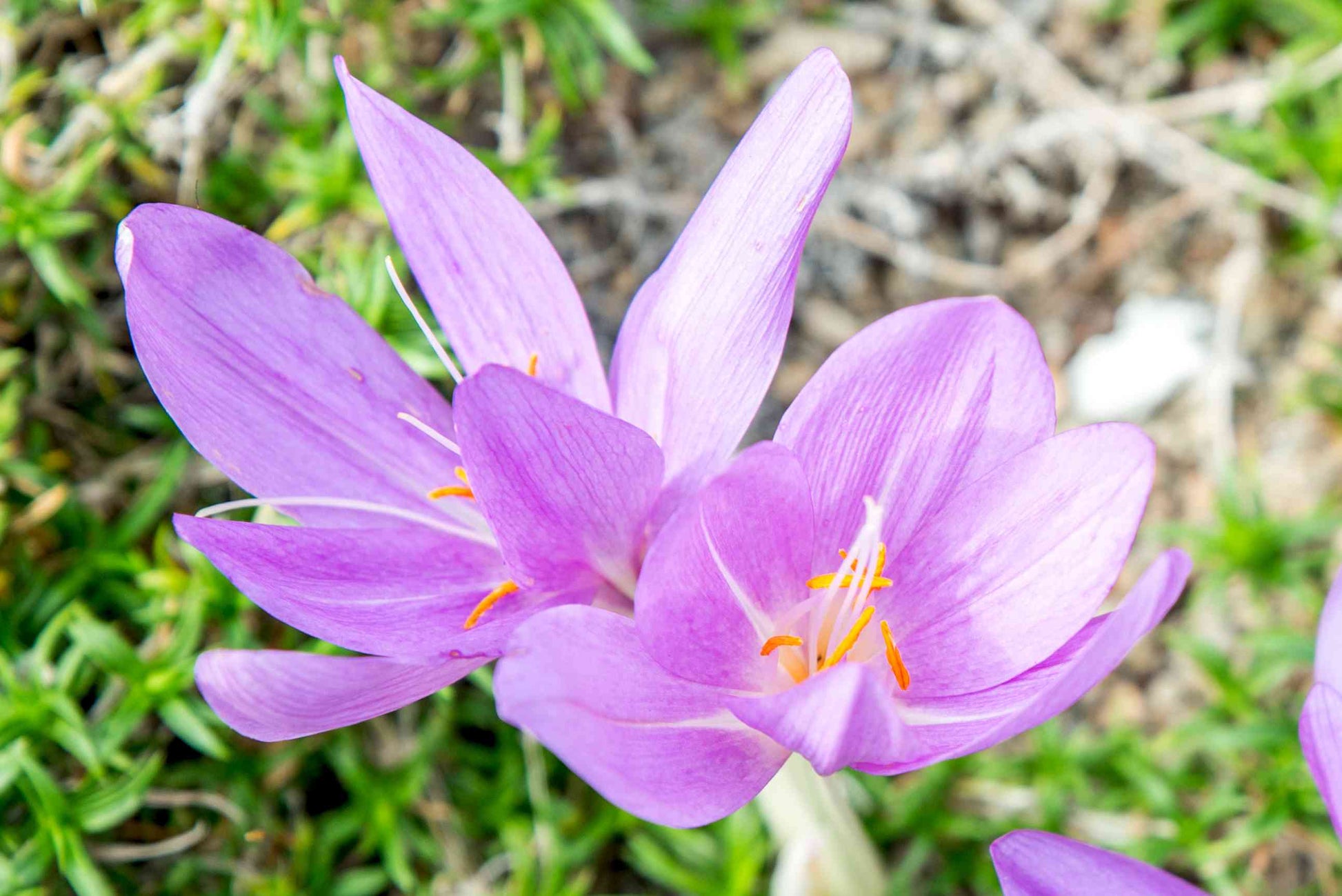 Autumn Crocus Flower seeds for Planting Garden Favorite Heirloom & GMO Free Seeds for Home Garden 
 
 Sale