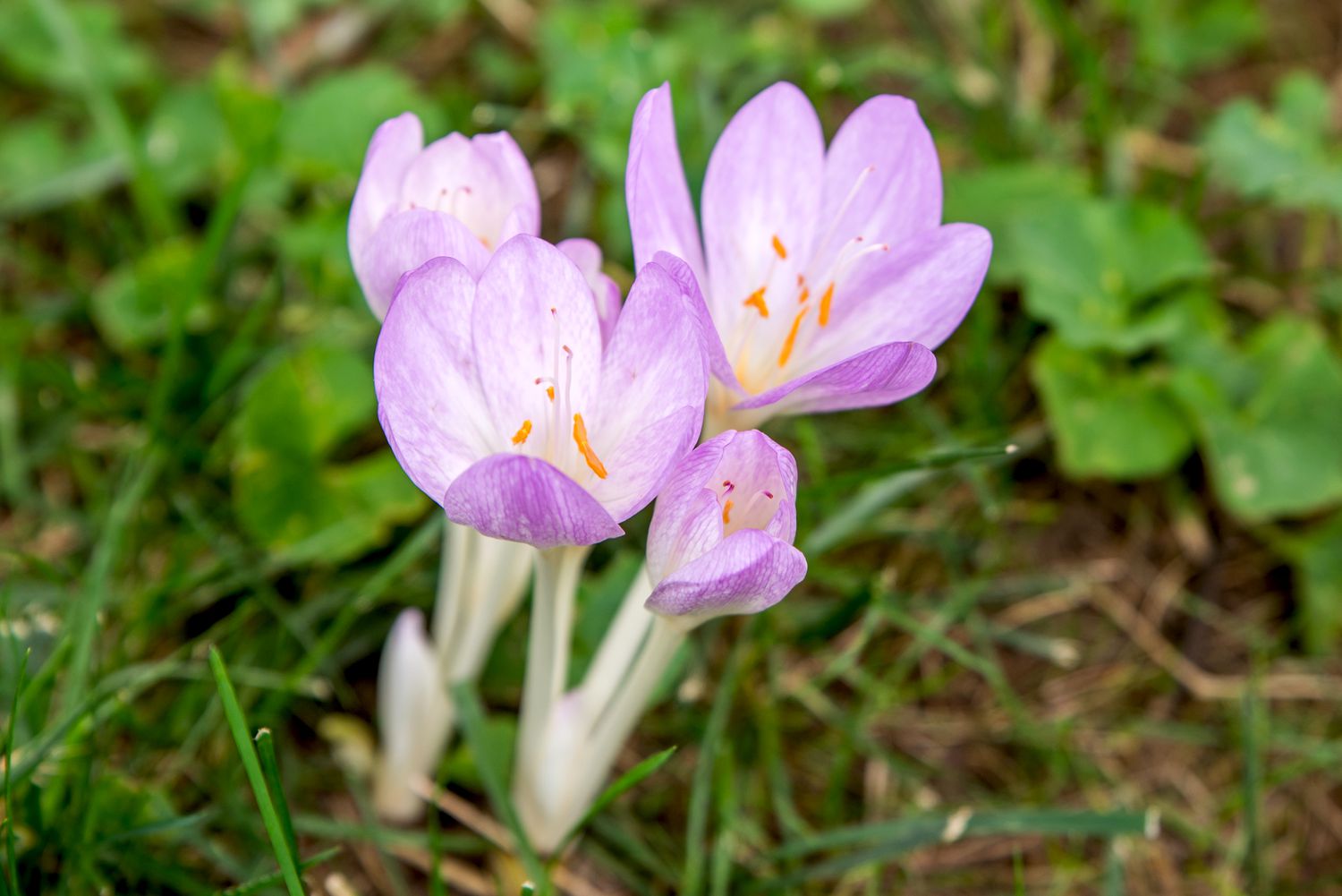 Light Pink Crocus Flower seeds for Planting - Premium Quality, Heirloom & GMO Free Seeds for Home Garden