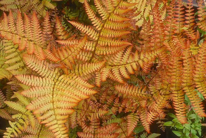 Light Orange Fern for Planting Vibrant Colors Heirloom & GMO Free Seeds for Home Garden
 
 Sale