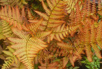Light Orange Fern for Planting Vibrant Colors Heirloom & GMO Free Seeds for Home Garden
 
 Sale