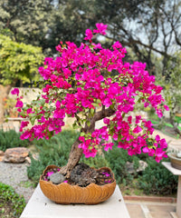 Bonsai Blooming Plants Seeds for Decorative Planting