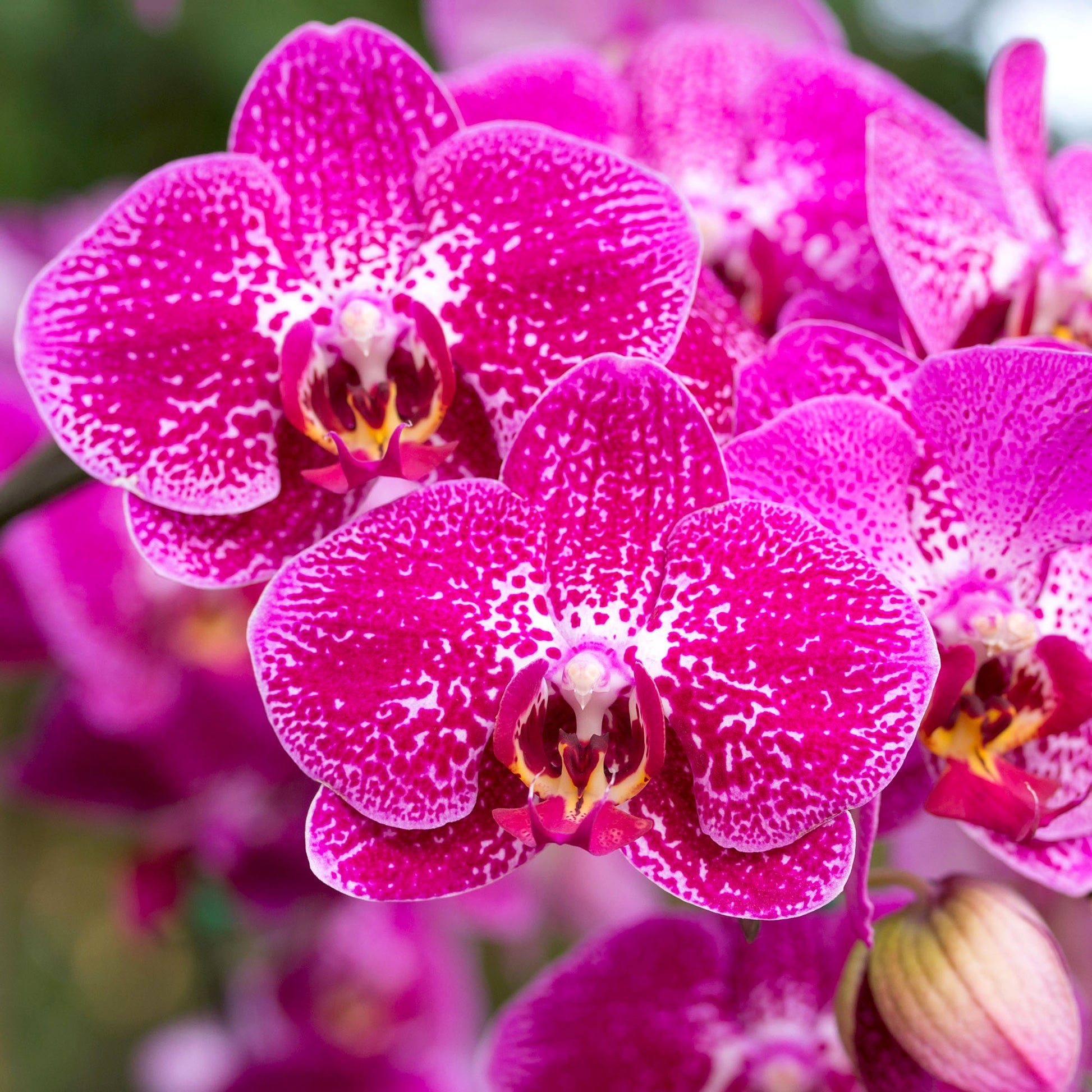Pink Hydroponic Orchid Flower seeds for Planting - Seasonal Bloomer, Heirloom & GMO Free Seeds for Home Garden