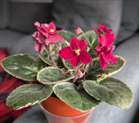 Burgundy Saintpaulia Flower seeds for Planting - Vibrant Colors, Heirloom & GMO Free Seeds for Home Garden