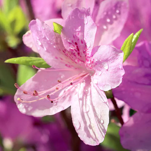 Azalea Pink Rhododendron Flower Seeds for Planting Sun Loving Heirloom & GMO Free Seeds for Home Garden
 
 Sale