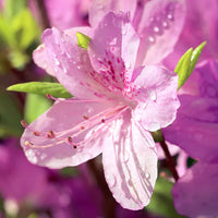 Azalea Pink Rhododendron Flower Seeds for Planting Sun Loving Heirloom & GMO Free Seeds for Home Garden
 
 Sale