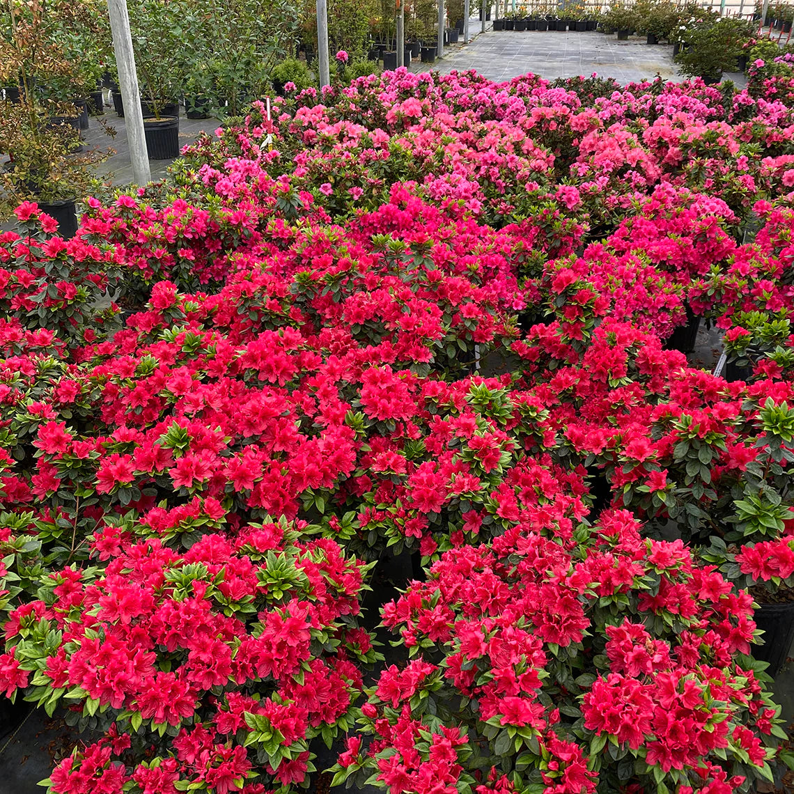 Light Red Azalea Flower seeds for Planting - Cut Flower Favorite, Heirloom & GMO Free Seeds for Home Garden