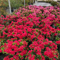 Light Red Azalea Flower seeds for Planting - Cut Flower Favorite, Heirloom & GMO Free Seeds for Home Garden