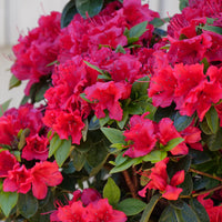 Light Red Azalea Flower seeds for Planting - Cut Flower Favorite, Heirloom & GMO Free Seeds for Home Garden