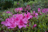 Azalea Pink Flower Shrub in Bloom