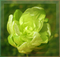 How to Plant Rhododendron Azalea Seeds