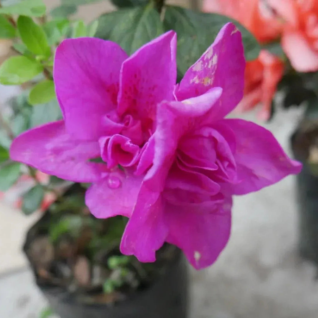 Purple Azalea Flower seeds for Planting - Easy to Grow, Heirloom & GMO Free Seeds for Home Garden