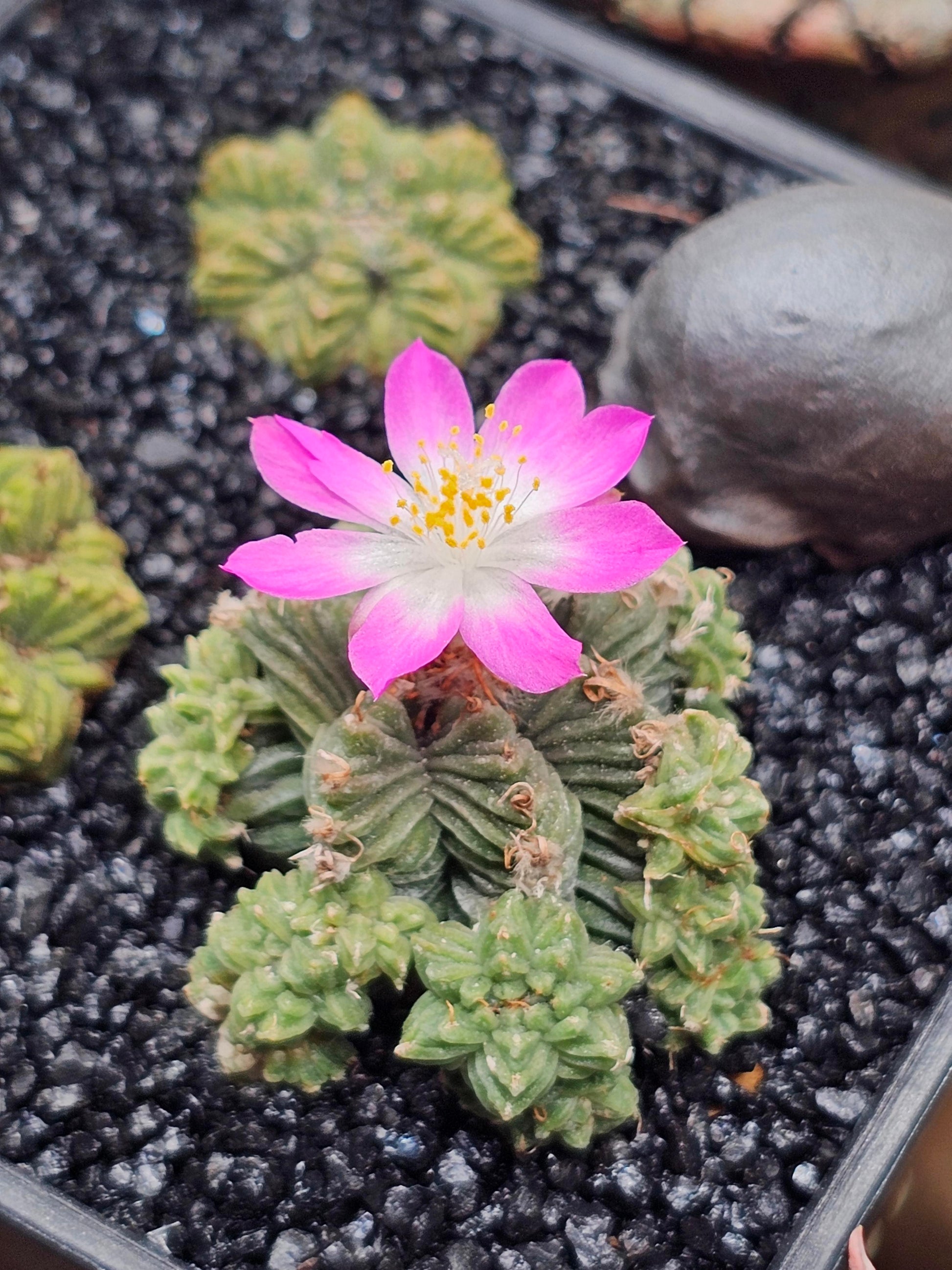 Mixed Aztekium Valdezii Flower seeds for Planting - Fragrant Blossoms, Heirloom & GMO Free Seeds for Home Garden