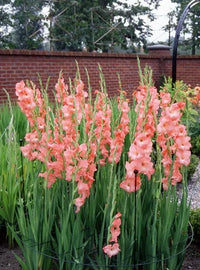 Pink Gladiolus Hybridus Flower seeds for Planting - Hardy Variety, Heirloom & GMO Free Seeds for Home Garden