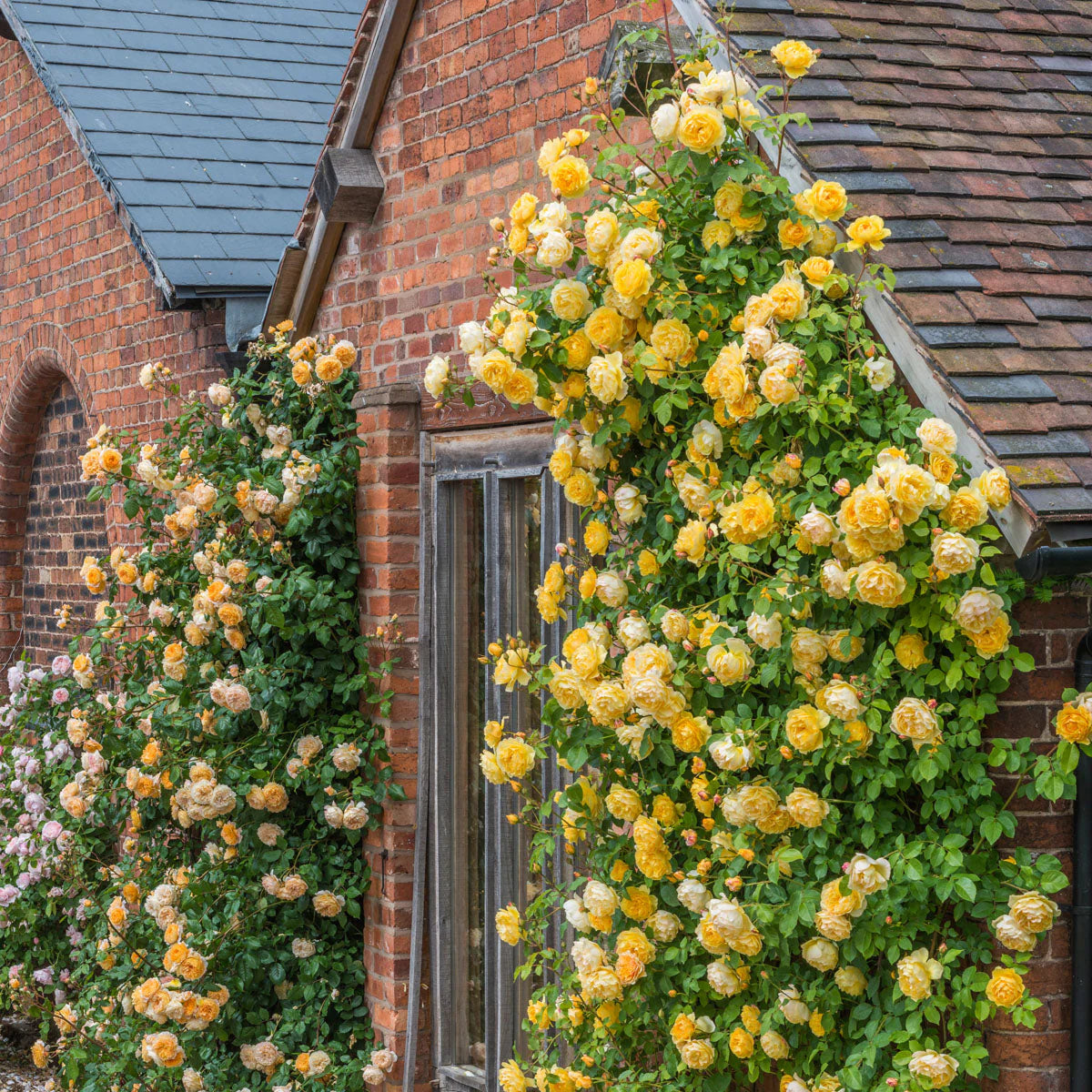 Light Yellow Climbing Rose Flower Seeds for Planting, Heirloom Non-GMO Organic Garden Seeds