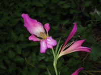 Gladiolus Italicus Flower seeds for Planting Garden Favorite Heirloom & GMO Free Seeds for Home Garden