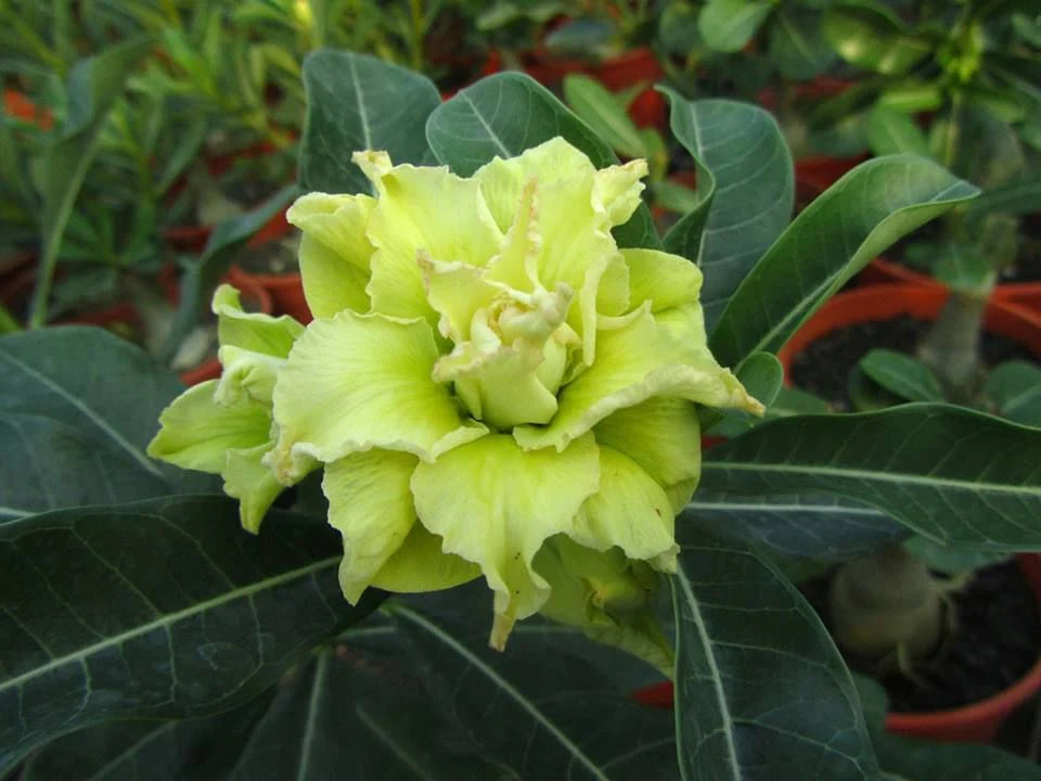 Light Green Adenium Obesum Seeds Flower seeds for Planting Long Bloom Season Heirloom & GMO Free Seeds for Home Garden