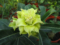 Light Green Adenium Obesum Seeds Flower seeds for Planting Long Bloom Season Heirloom & GMO Free Seeds for Home Garden
