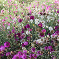 Xeranthemum Annum Flower Seeds for Easy Planting