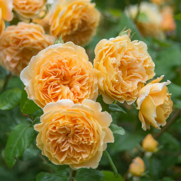Cream Climbing Rose Flower seeds for Planting - Compact Growth, Heirloom & GMO Free Seeds for Home Garden