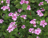 Catharanthus Flower seeds for Planting - Cottage Garden Essential, Heirloom & GMO Free Seeds for Home Garden