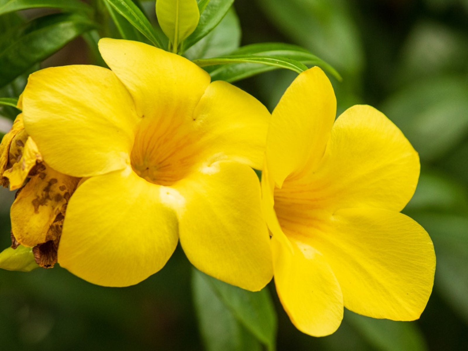 Allamanda Flower seeds for Planting Drought Tolerant Heirloom & GMO Free Seeds for Home Garden