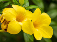 Allamanda Flower seeds for Planting Drought Tolerant Heirloom & GMO Free Seeds for Home Garden
