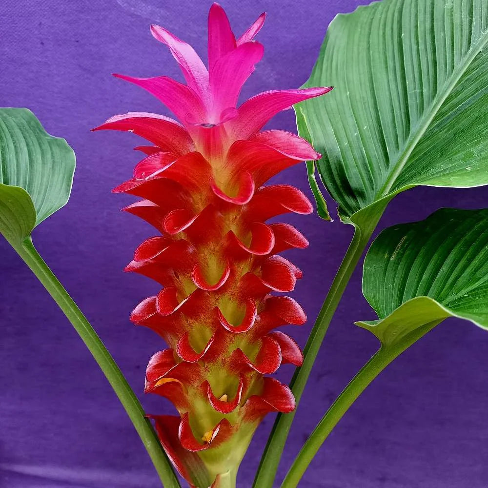 Red Curcuma Aeruginosa Flower seeds for Planting - Hardy Variety, Heirloom & GMO Free Seeds for Home Garden